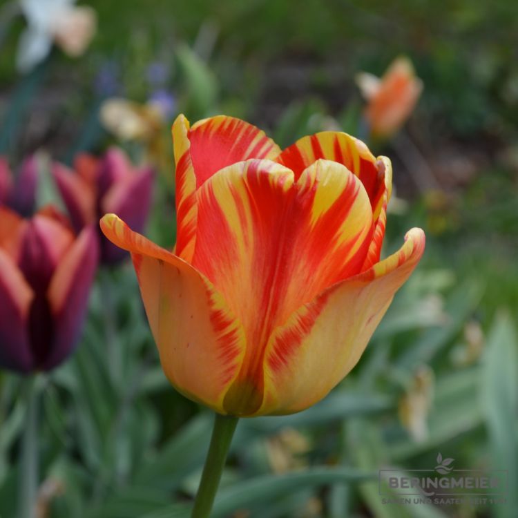 Triumph Tulpen Washington 1