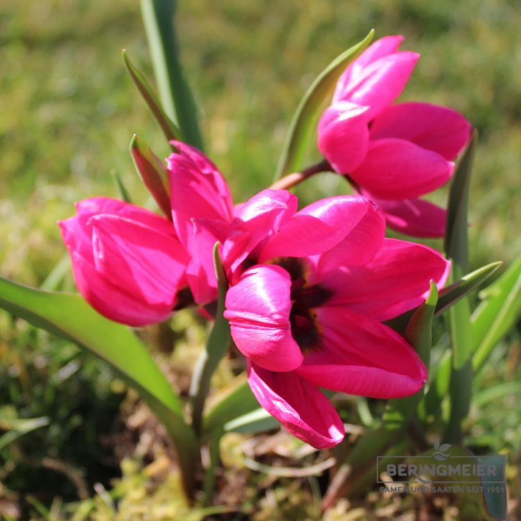 Tulipa humilis violaceae Black Base 2