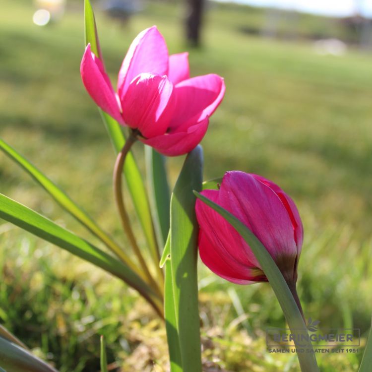 Tulipa humilis violaceae Black Base 4