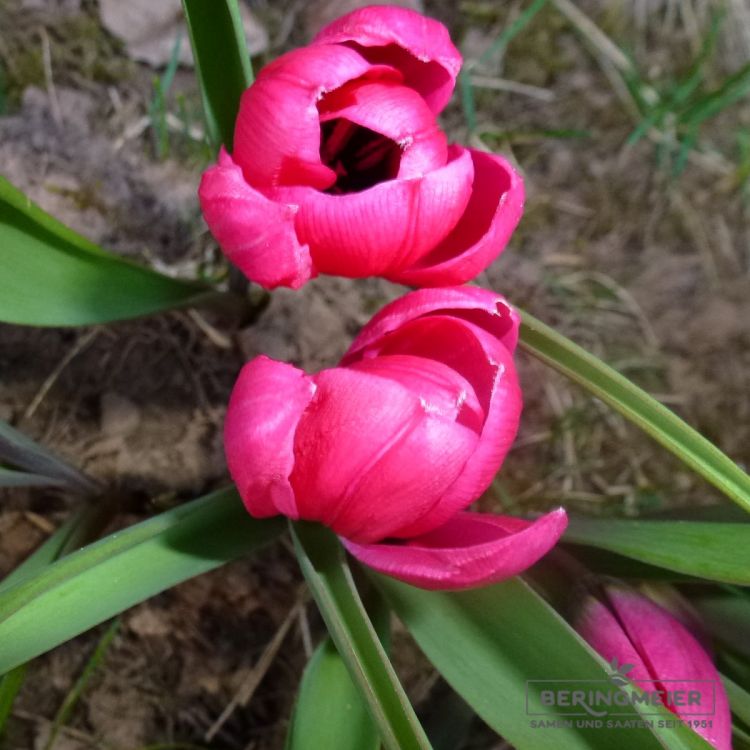 Tulipa humilis violaceae Black Base 6