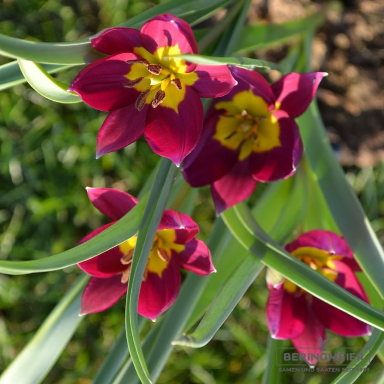 Tulipa humilis Persian