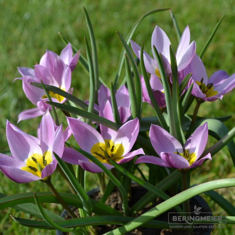 Tulipa Spezies humilis 2