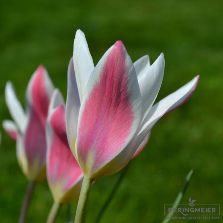 Tulipa Spezies Lady Jane 1