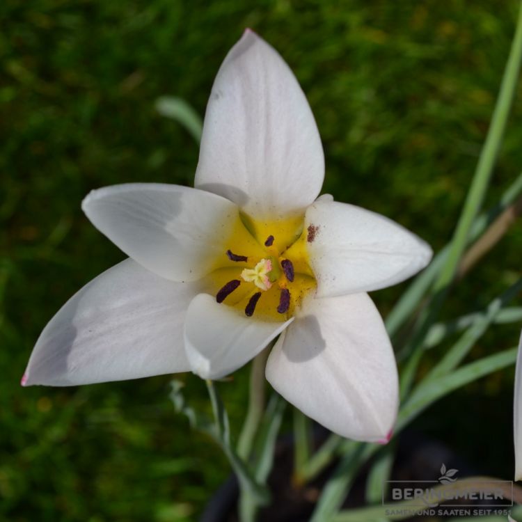 Tulipa Spezies Lady Jane 3