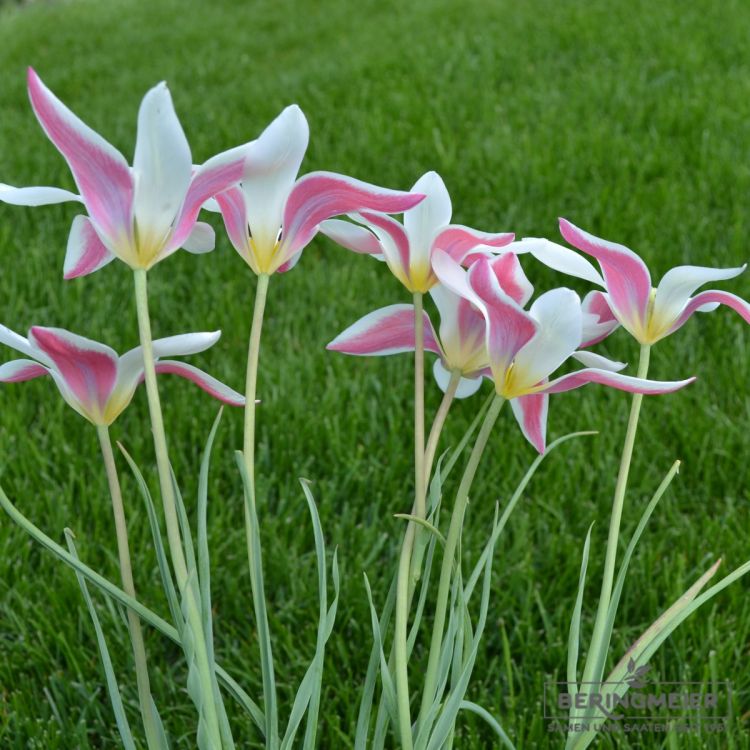 Tulipa Spezies Lady Jane 4