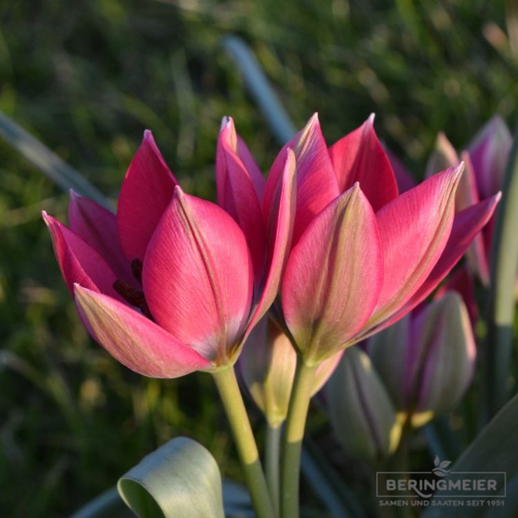 Tulipa Spezies Little Beauty 1