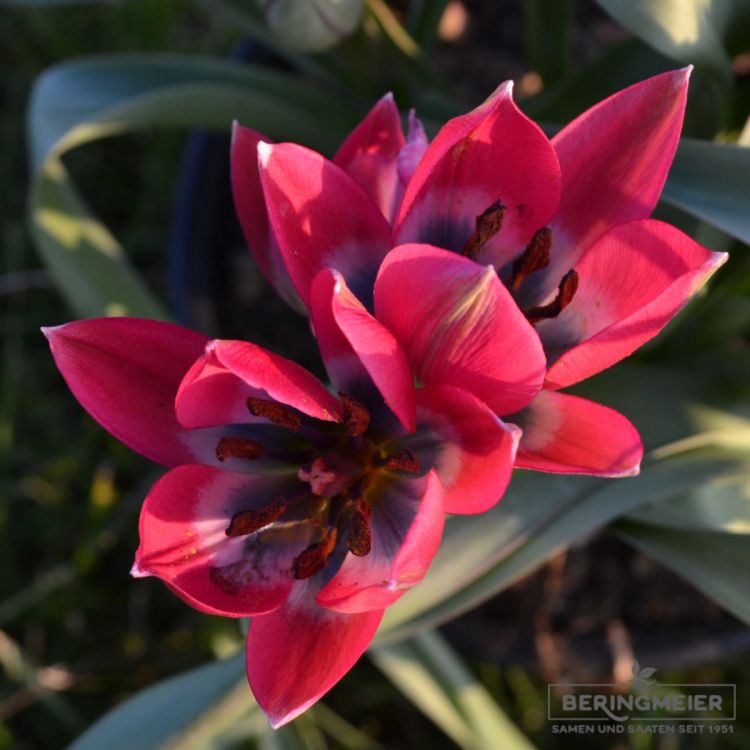 Tulipa Spezies Little Beauty 3