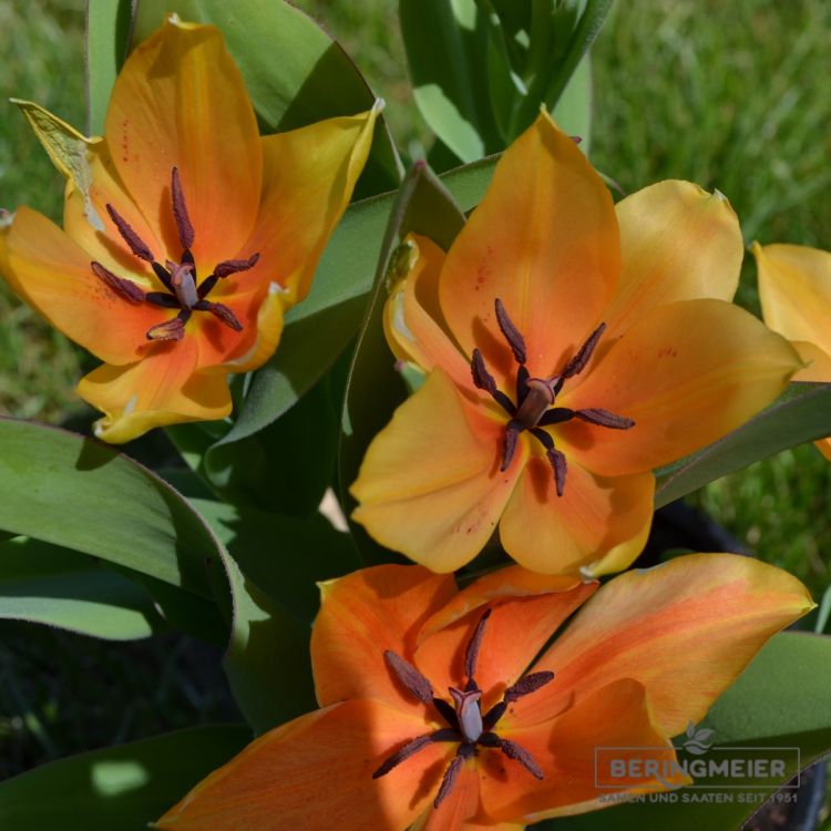 Tulipa praestans Shogun 3