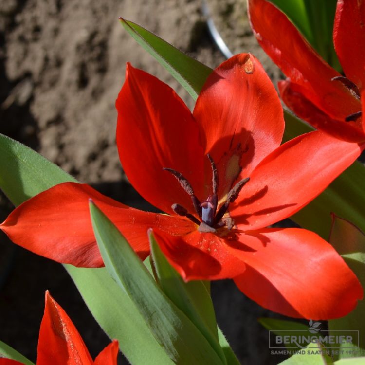 Tulipa praestans Zwanenburg Variety