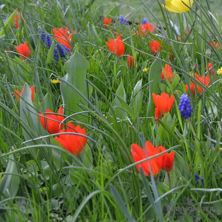 Tulipa praestans zwanenburg variety mit blauen Muscari