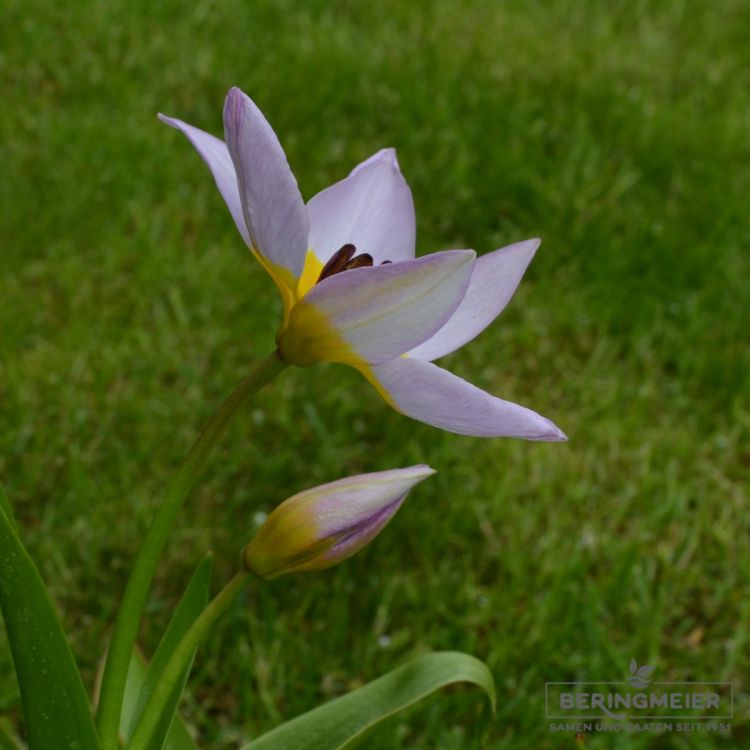 Tulipa Spezies saxatilis - Felsentulpe - Kretische-Tulpe