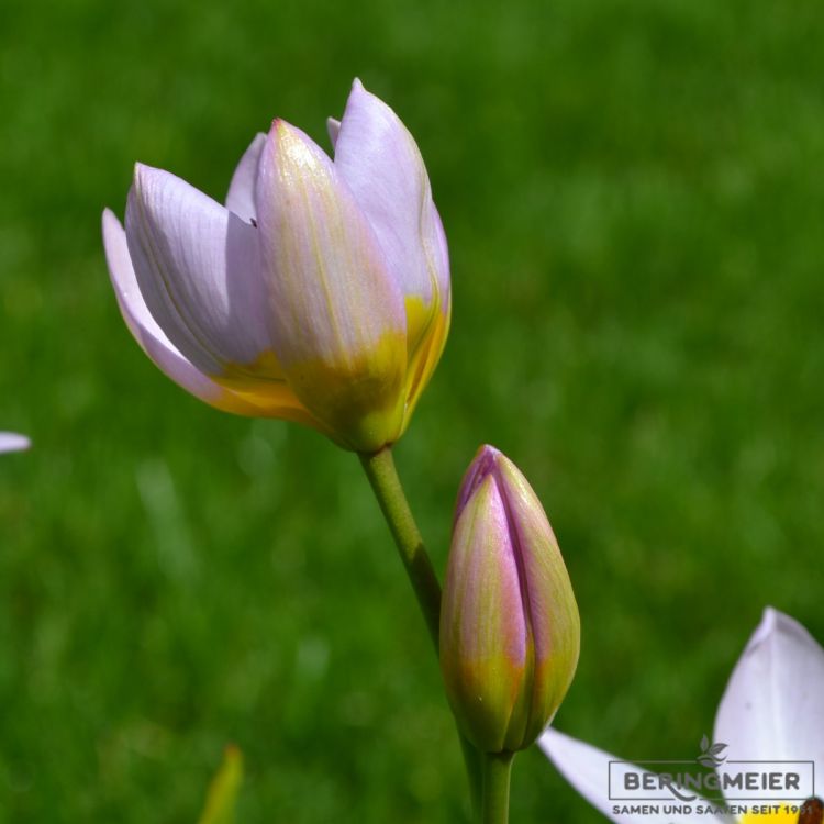 Tulipa Spezies saxatilis - Felsentulpe - Kretische-Tulpe