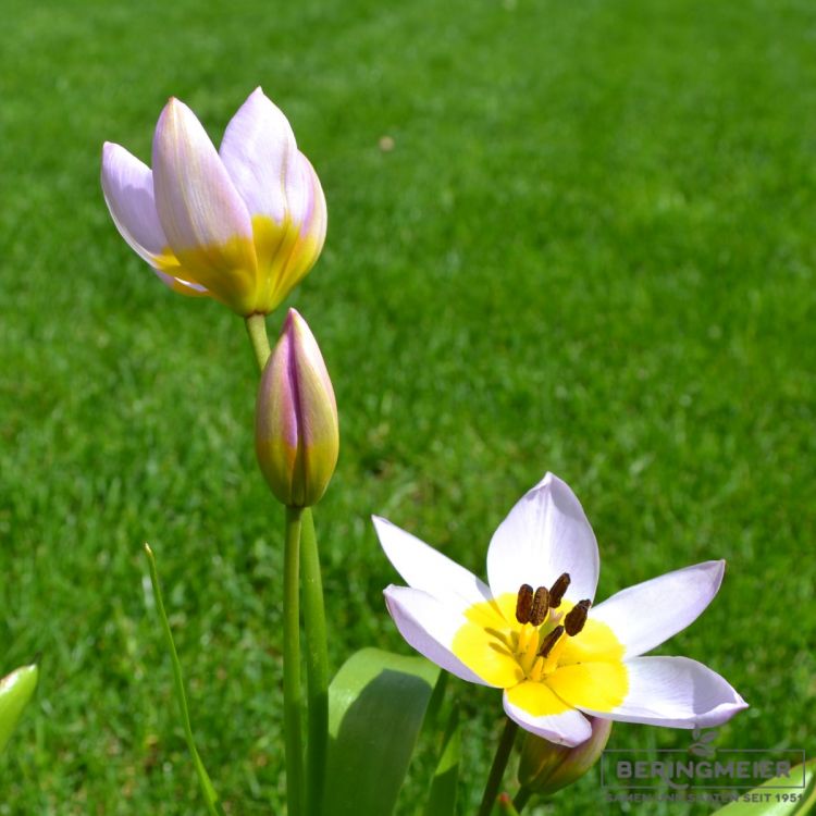 Tulipa Spezies saxatilis - Felsentulpe - Kretische-Tulpe