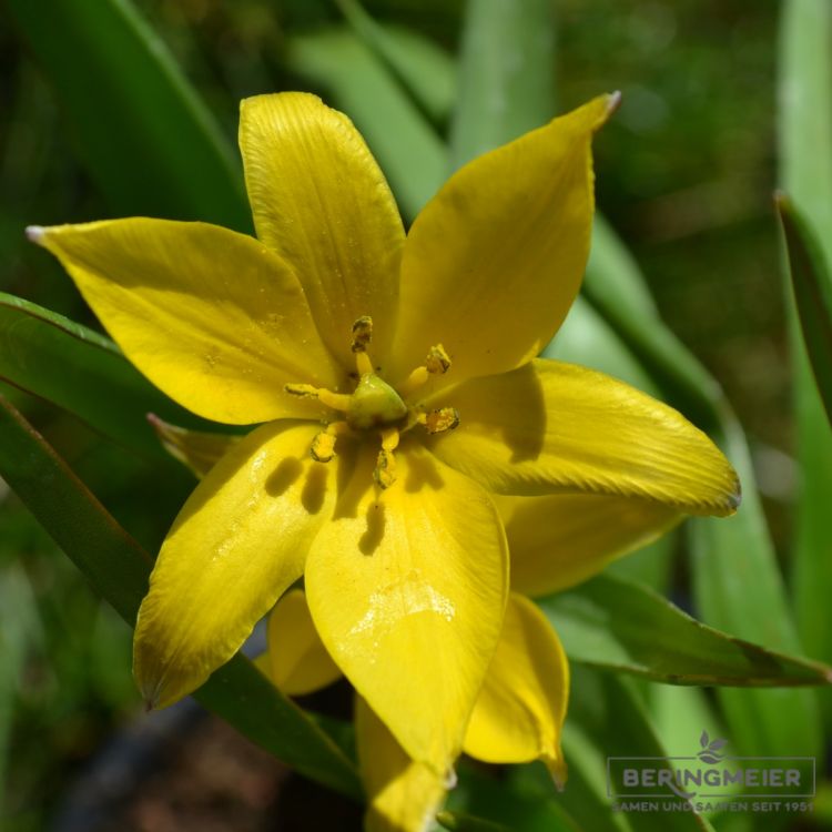 Tulipa Spezies urumiensis 3
