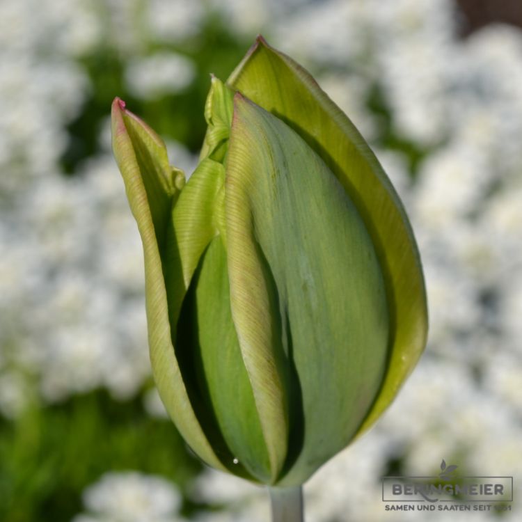 Viridiflora Tulpen Evergreen