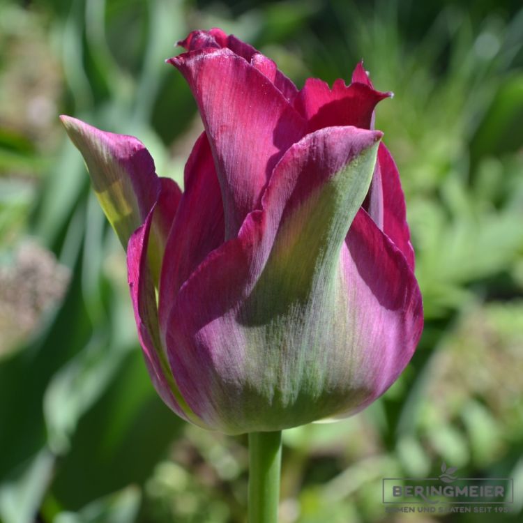 Viridiflora Tulpen Green Love