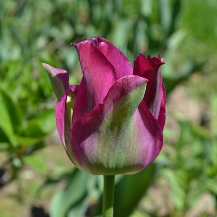 Viridiflora Tulpen Prachtmischung 1