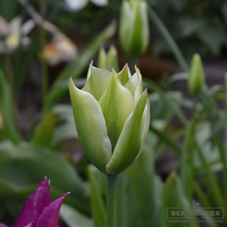 Viridiflora Tulpen Spring Green 1