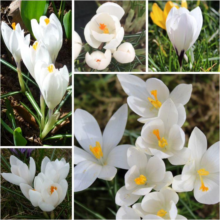 Weiße Krokusse - Preiswerte Großblumige Gartenkrokusse