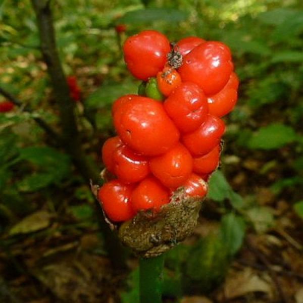 Arum Aronstab maculatum