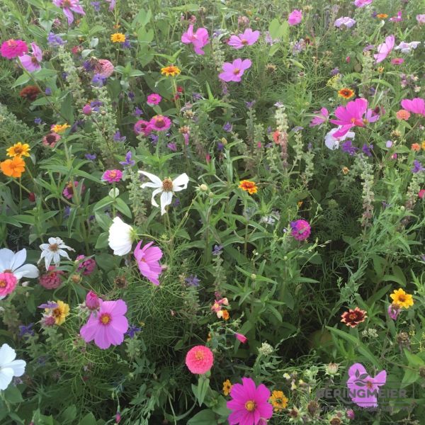 Blumenwiese Bauerngarten 1