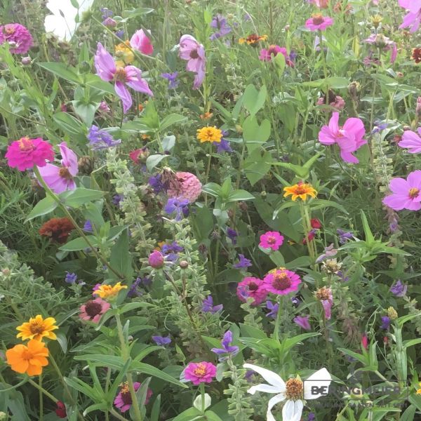 Blumenwiese Bauerngarten 2