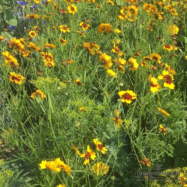 Blumenwiese LaFleur bouquet jaune 2