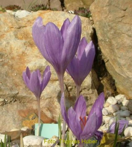 Crocus Botanische ligusticus ( medius ) 1