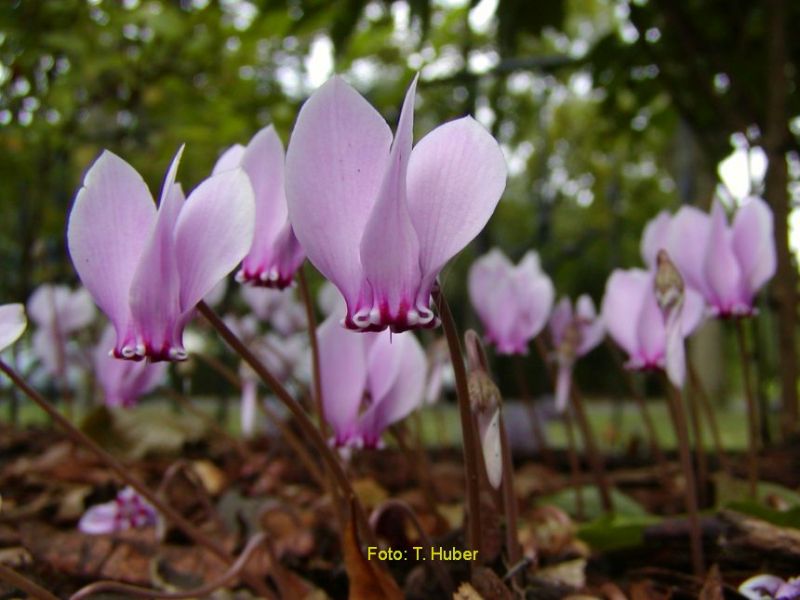 Cyclamen hederifolium rosa