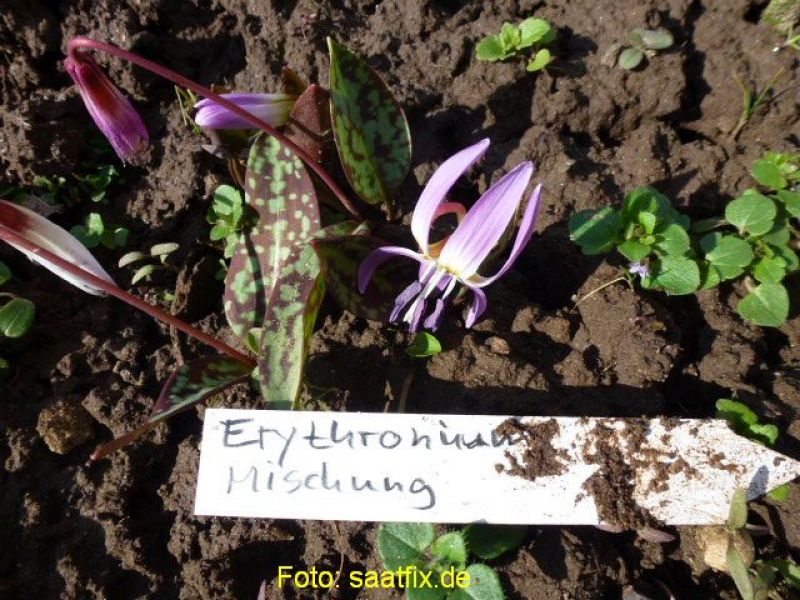 Erythronium dens-canis Mischung - Zahnlilie