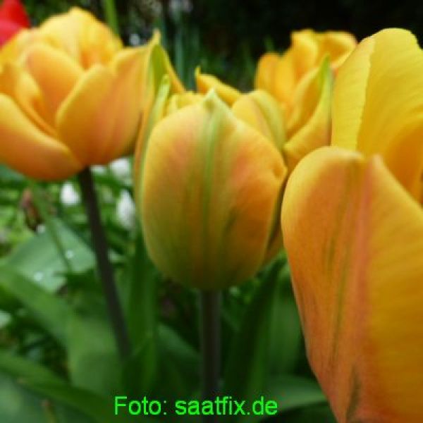 Gefüllte Späte Tulpen Freeman 2