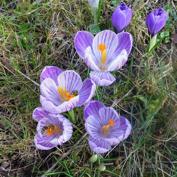 Crocus Großblumige Pickwick