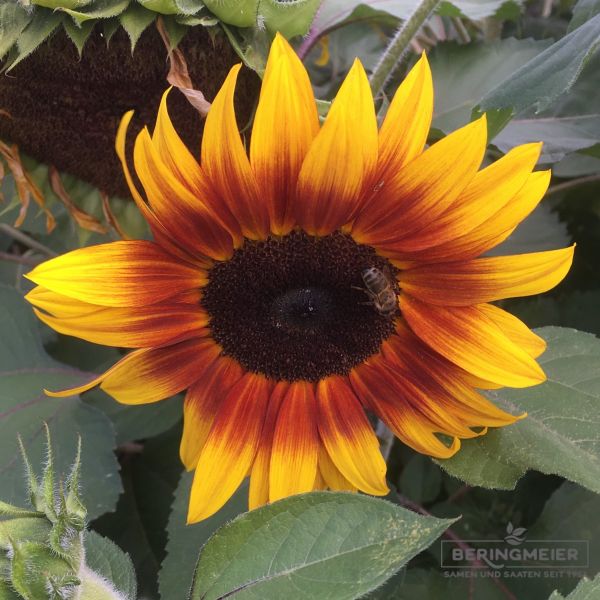 Helianthus annuus Ring of Fire 1