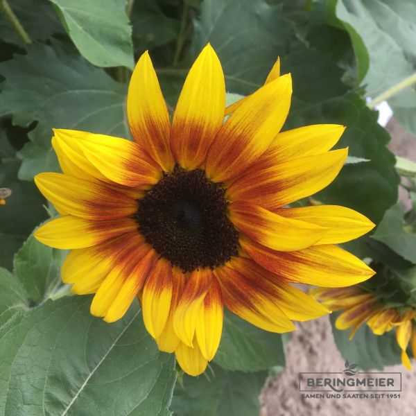 Helianthus annuus Ring of Fire 2