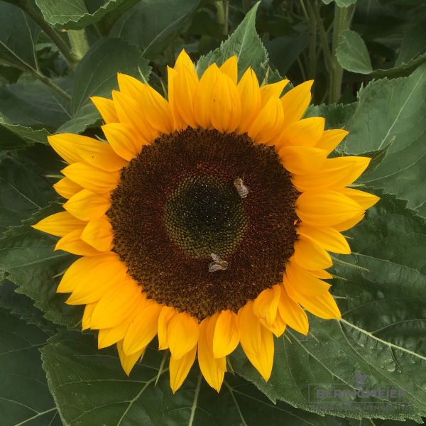 Helianthus annuus Schnittgold 1