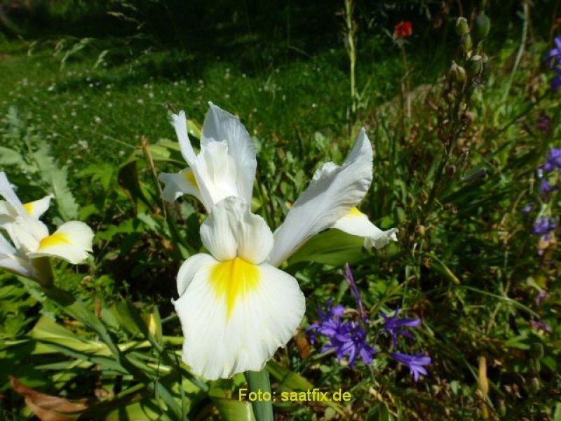 Iris White Excelsior