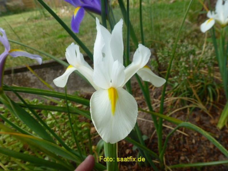 Iris White Excelsior