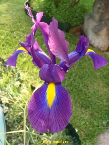 Iris hollandica Purple Sensation