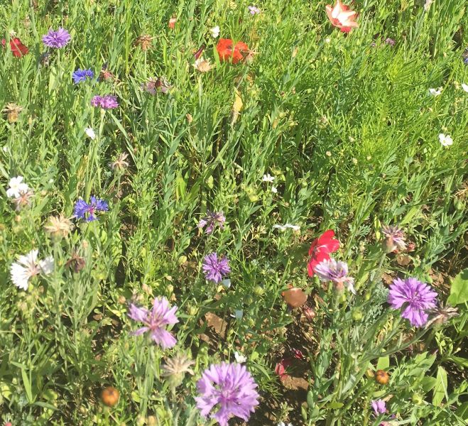 Blumenwiese LaFleur chrono 1