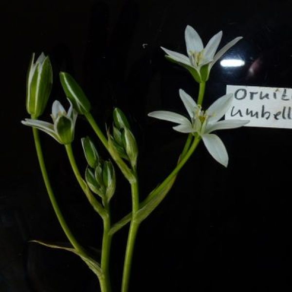 Ornithogalum umbellatum Milchstern 1