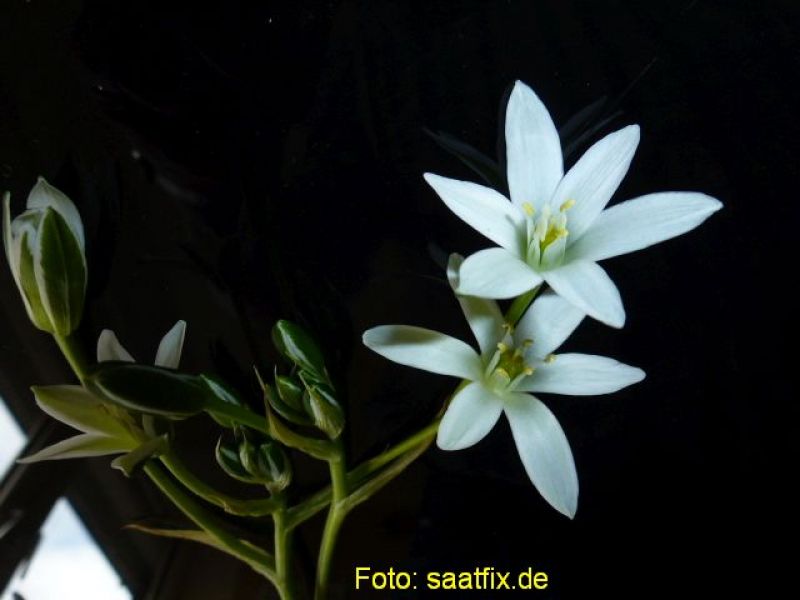 Ornithogalum umbellatum Milchstern 2