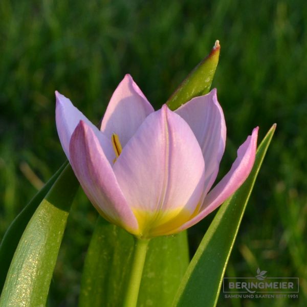 Tulipa bakeri Lilac Wonder 1