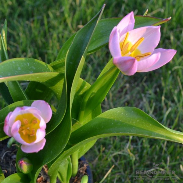 Tulipa bakeri Lilac Wonder 2