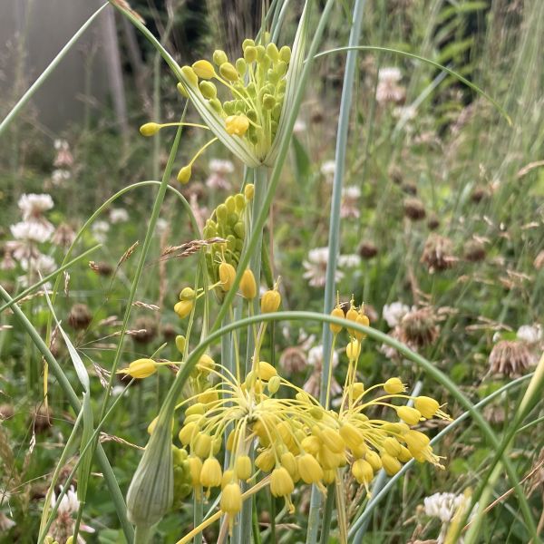 Allium flavum 2