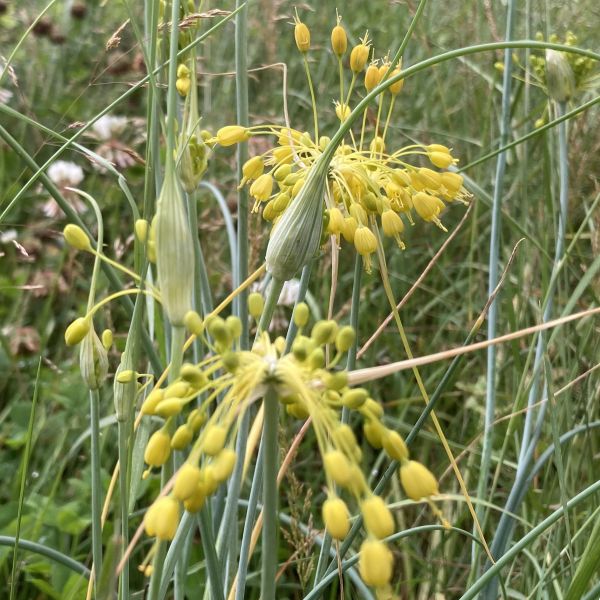 Allium flavum 3