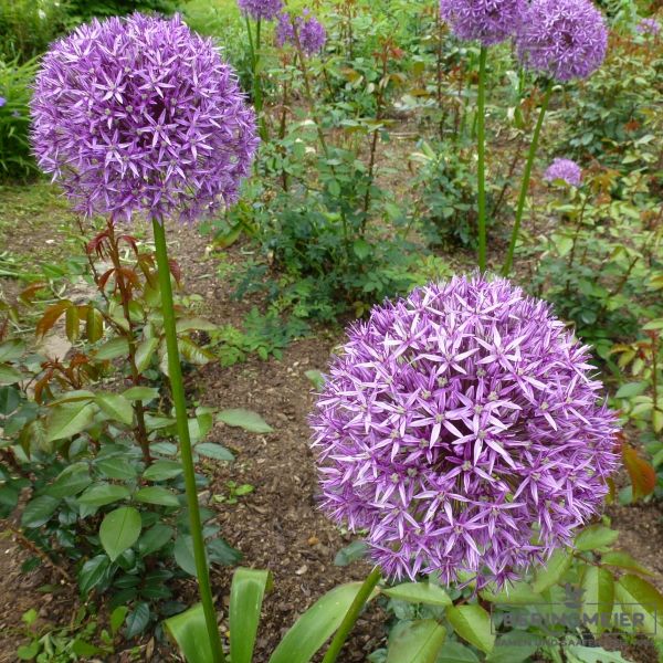 Allium giganteum Gladiator 1