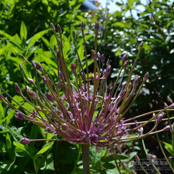 Allium schubertii 1