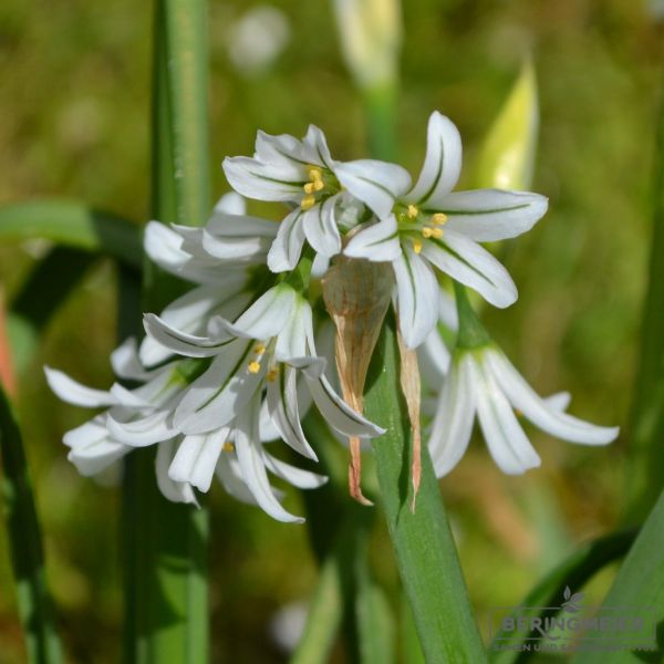 Allium triquetrum