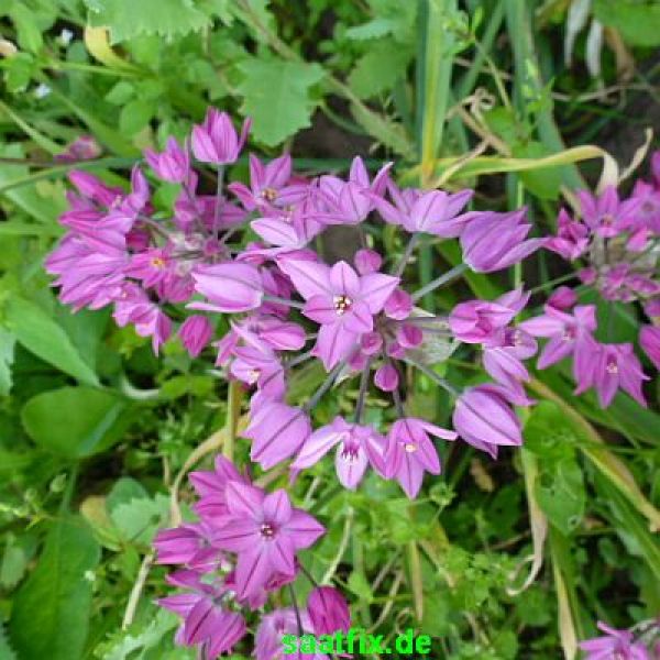 Allium oreophilum 1