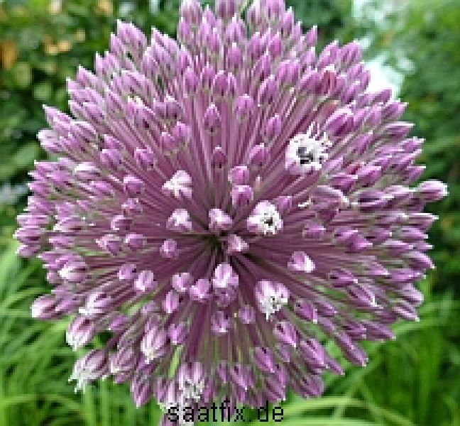 Allium Summer Drummer 1